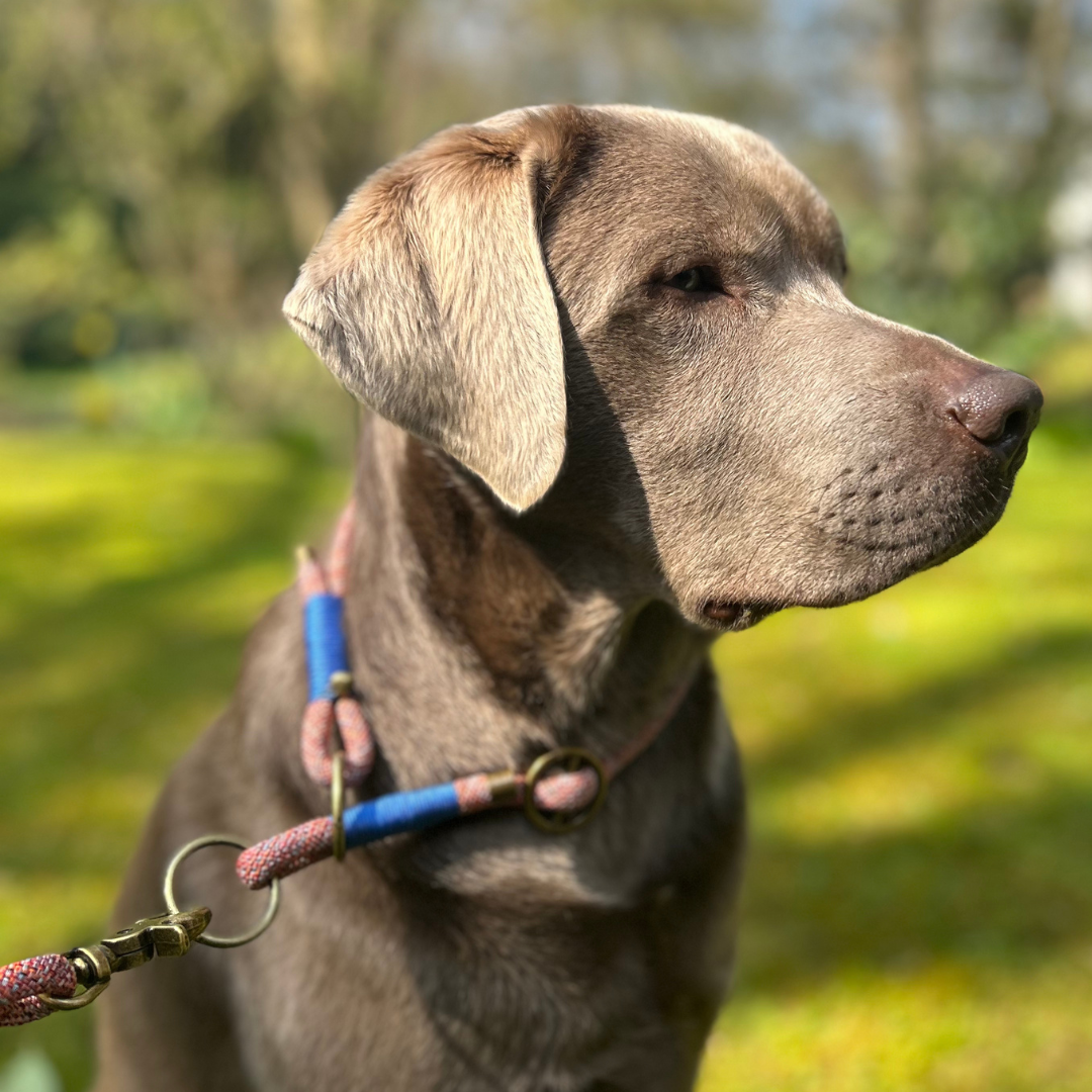Hundezubehör